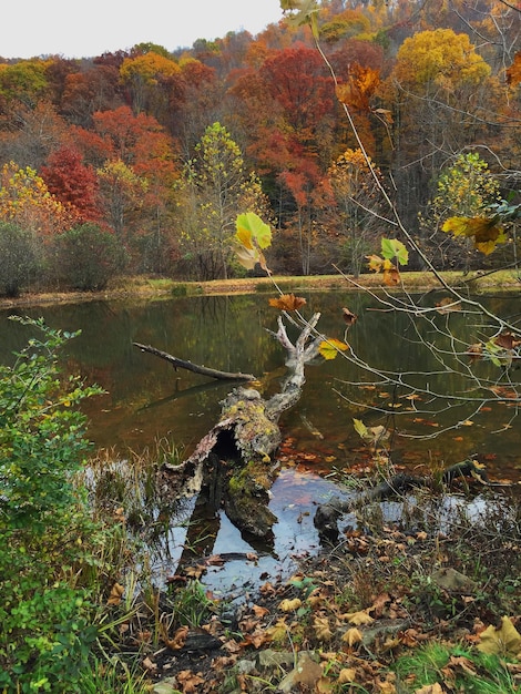 Foto Árbol caído en un estanque en el bosque durante el otoño