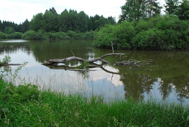 Árbol caído en el lago