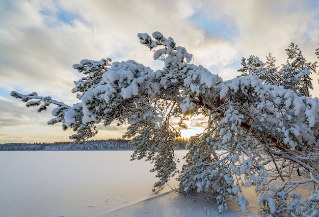 Un árbol caído en la nieve y la luz del sol en un lago congelado.