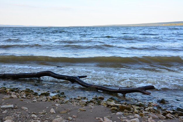 Foto un árbol caído yace en la playa frente al océano