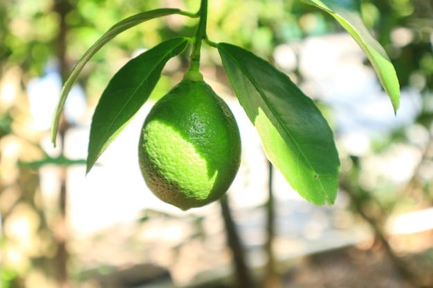 Árbol de cal con frutas closeup