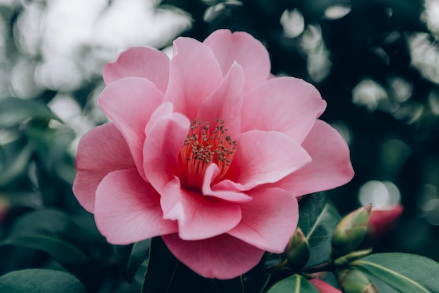 Foto Árbol de camelia rosa con flores florecientes