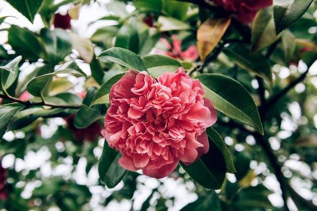 Foto Árbol de camelia rosa con flores florecientes