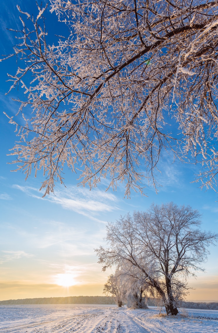 Foto árbol en camino de invierno. amanecer helado sobre los campos.