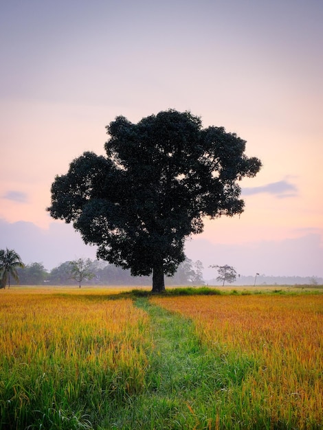 Un árbol en un campo con un amanecer de fondo