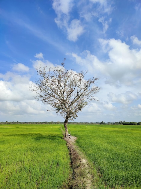 Un árbol en un campo con un cielo azul y nubes.