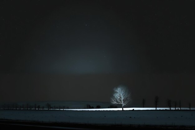 Un árbol en un campo con el cielo de fondo