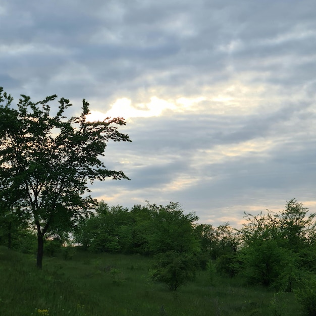 Un árbol en un campo con un cielo nublado al fondo.