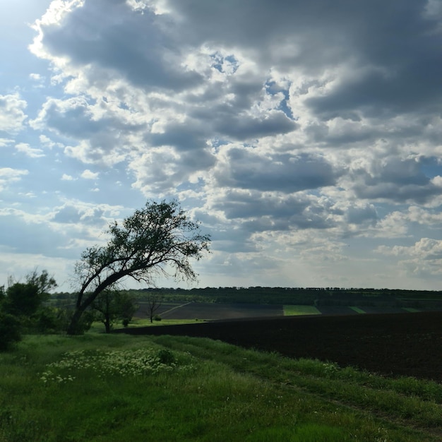 Un árbol en un campo con un cielo nublado al fondo.