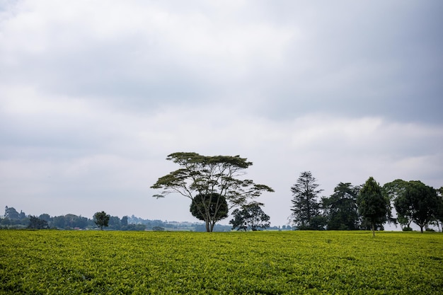 un árbol en un campo con un cielo nublado en el fondo