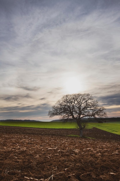 Un árbol en un campo con un cielo nublado