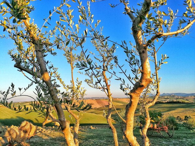 Foto Árbol en el campo contra el cielo azul claro