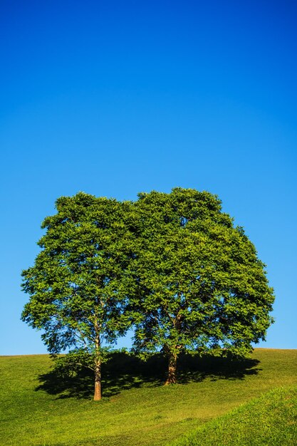 Árbol en el campo contra el cielo azul claro