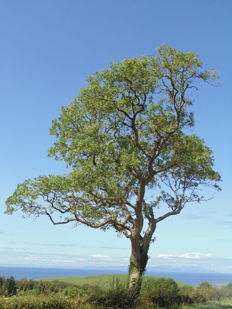 Foto Árbol en el campo contra el cielo azul claro