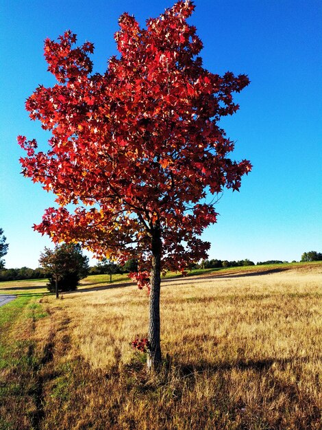 Foto Árbol en el campo contra el cielo despejado