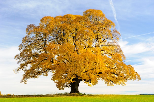Foto Árbol en el campo contra el cielo durante el otoño