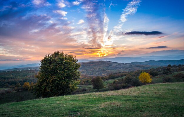 Foto Árbol en el campo contra el cielo durante la puesta de sol