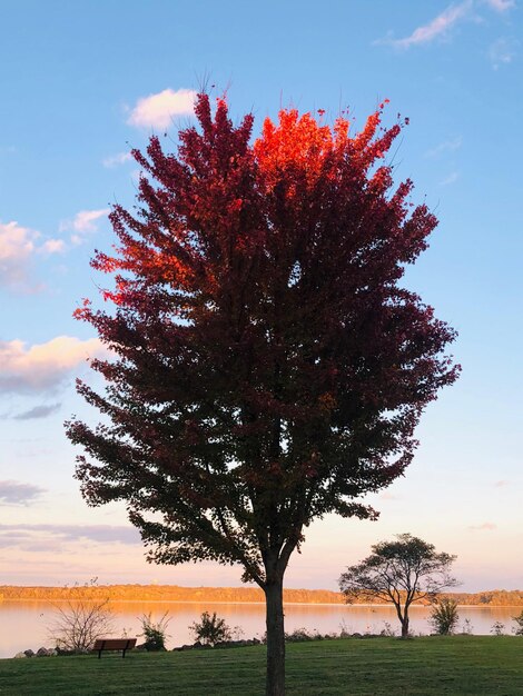 Foto Árbol en el campo contra el cielo durante la puesta de sol