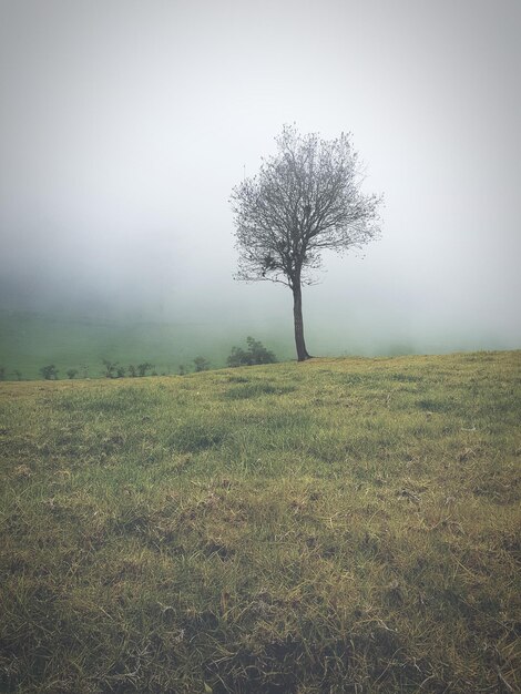 Foto Árbol en el campo contra el cielo