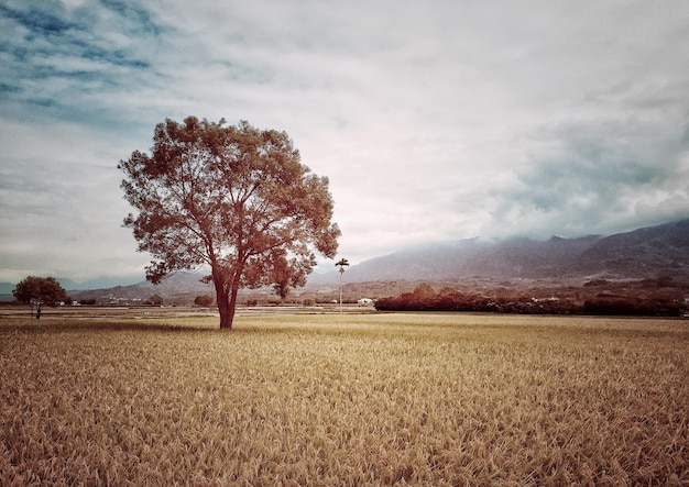 Foto Árbol en el campo contra el cielo