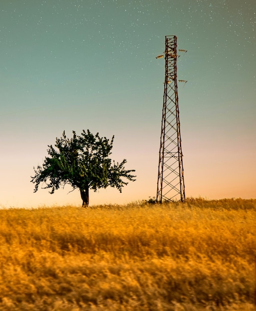 Foto Árbol en el campo contra el cielo