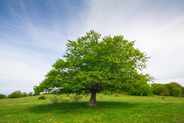 Foto Árbol en el campo contra el cielo