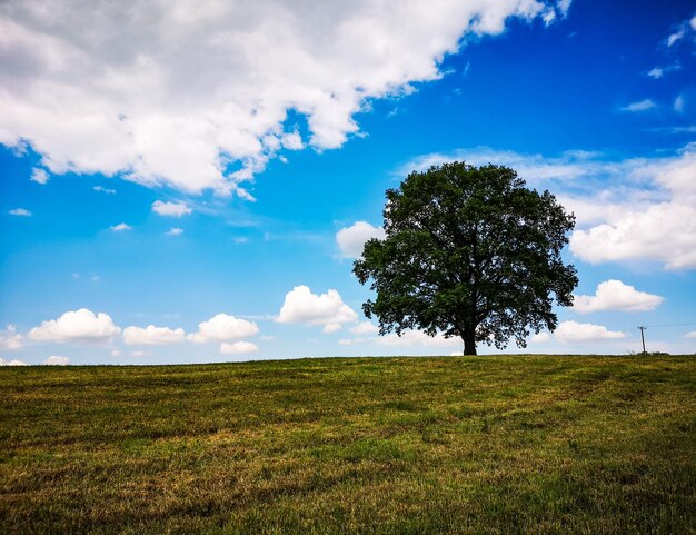 Foto Árbol en el campo contra el cielo