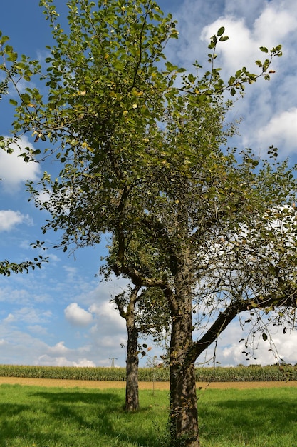 Foto Árbol en el campo contra el cielo