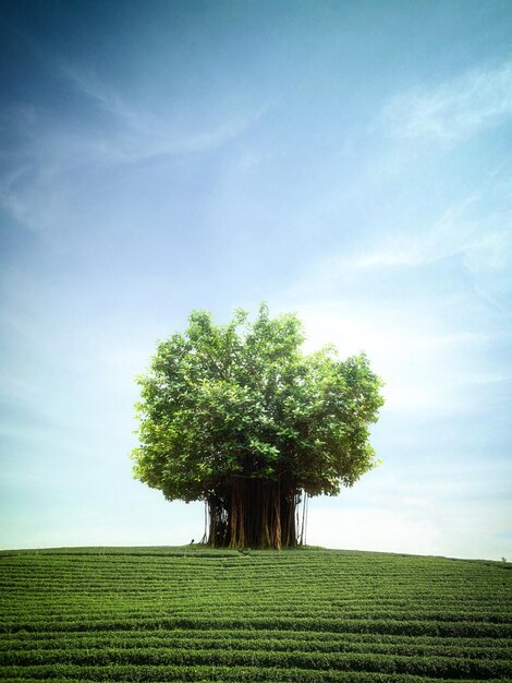 Árbol en el campo contra el cielo