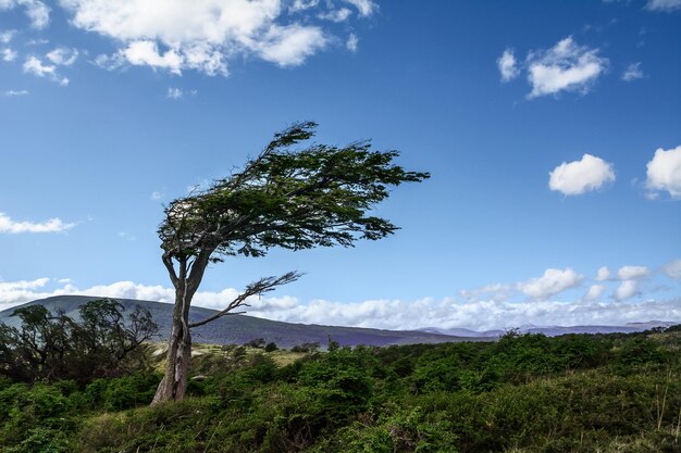 Árbol en el campo contra el cielo