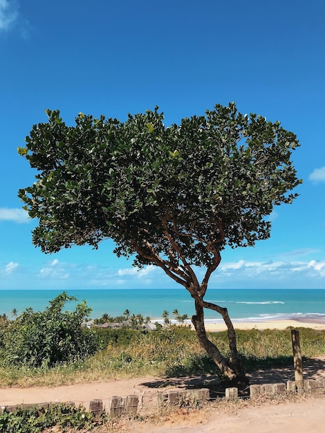 Foto Árbol en el campo contra el cielo