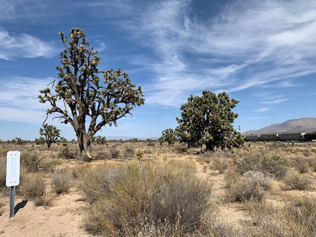 Foto Árbol en el campo contra el cielo