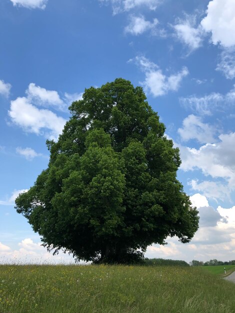 Foto Árbol en el campo contra el cielo