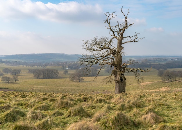 Árbol en el campo contra el cielo