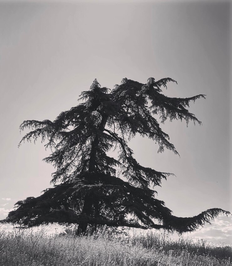 Foto árbol en el campo contra el cielo