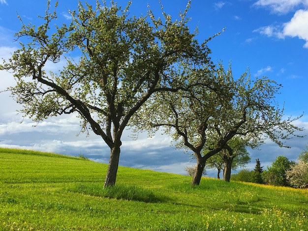 Foto Árbol en el campo contra el cielo