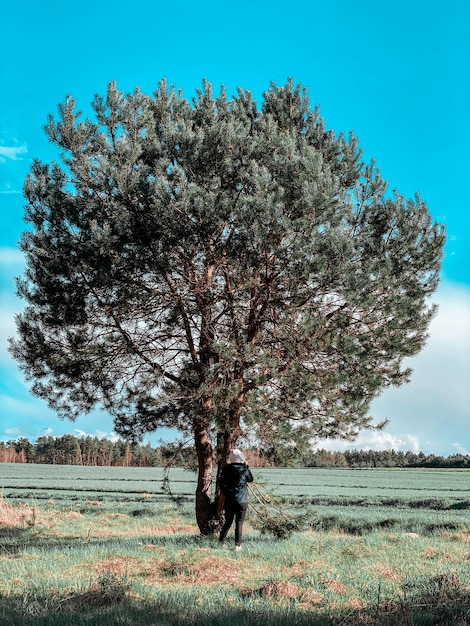 Foto Árbol en el campo contra el cielo