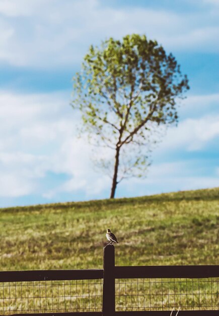 Foto Árbol en el campo contra el cielo