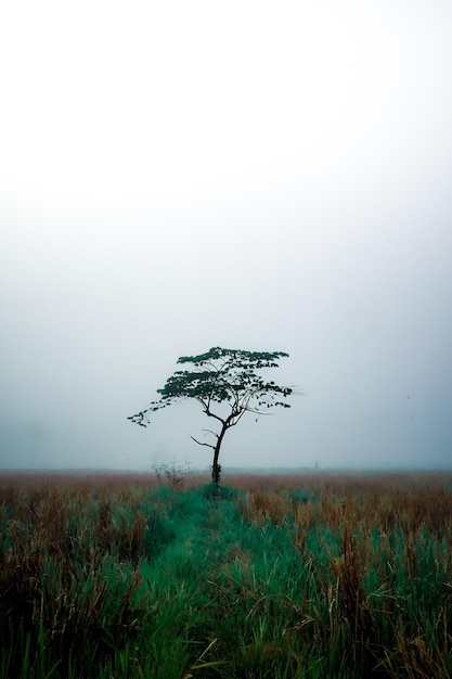 Un árbol en un campo con un fondo brumoso.