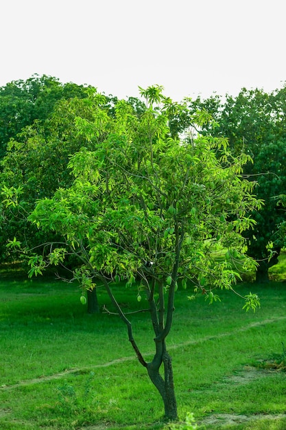 Un árbol en un campo con hojas verdes y un árbol en primer plano.