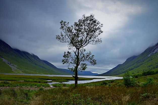 Árbol en el campo junto al lago contra el cielo nublado