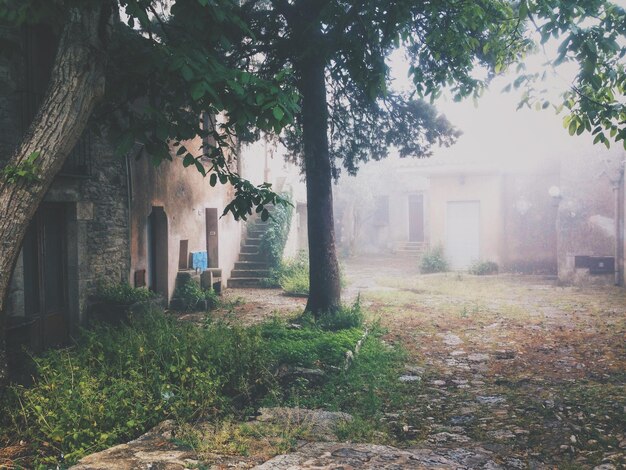 Foto Árbol en el campo junto a las casas durante el tiempo de niebla