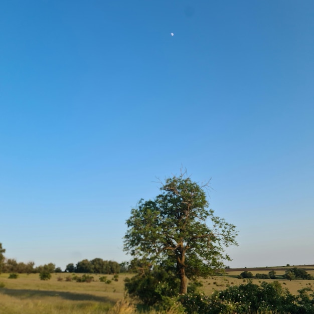 Un árbol en un campo con la luna en el cielo.