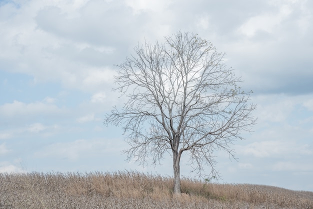 Foto un árbol entre el campo de maíz