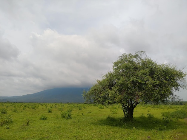 Foto un árbol en un campo con una montaña al fondo.