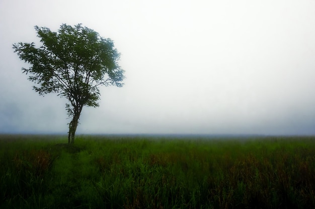 Un árbol en un campo con niebla al fondo.