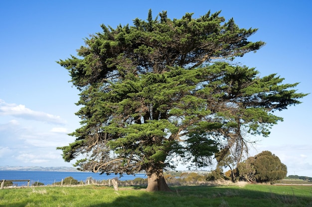 Un árbol en un campo con el océano al fondo.