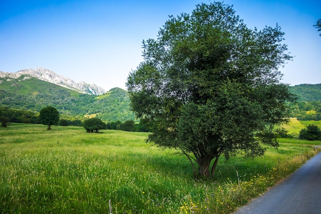 Foto Árbol en un campo paisaje alrededor del pueblo de bulnes en picos de europa asturias españa