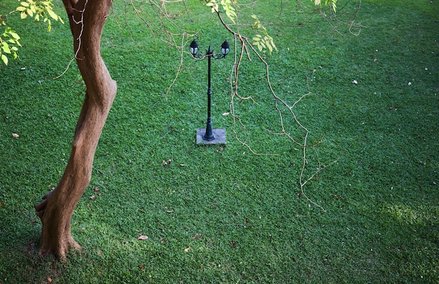 Un árbol en un campo con un poste de luz.