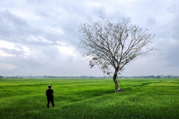 Un árbol en un campo con la puesta de sol detrás de él.